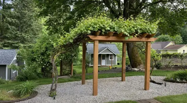 Drewniana pergola z pnączami, idealna inspiracja, jak zrobić pergolę z drewna.