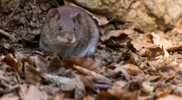 Jak myszy wchodzą na strych i jak zapobiec ich obecności w domu