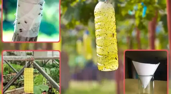 Skuteczne sposoby na muchy na tarasie – rośliny, pułapki i porady